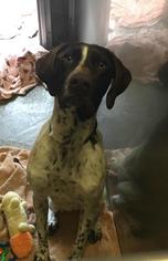 German Shorthaired Pointer Dogs for adoption in Santa Cruz, CA, USA