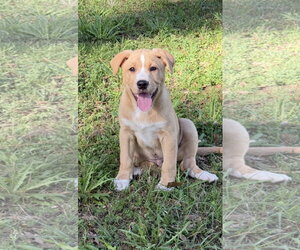 Labrador Retriever-Unknown Mix Dogs for adoption in The Woodlands, TX, USA