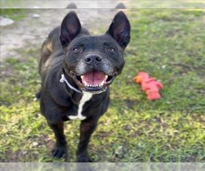 American Pit Bull Terrier-Unknown Mix Dogs for adoption in Conroe, TX, USA
