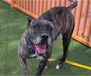 Mastiff-Unknown Mix Dogs for adoption in Las Vegas, NV, USA