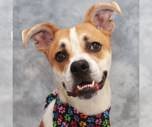 Medium Photo #1 Boxer-Greyhound Mix Puppy For Sale in Garfield Heights, OH, USA