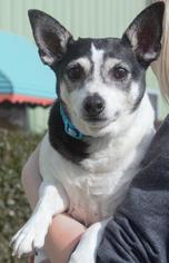 Rat Terrier Dogs for adoption in Columbus, GA, USA