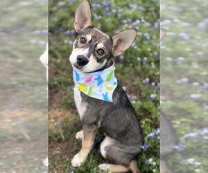 - Mix Dogs for adoption in FRAMINGHAM, MA, USA