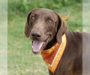 Unknown-Weimaraner Mix Dogs for adoption in San Antonio, TX, USA