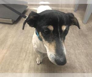 Dachshund-Unknown Mix Dogs for adoption in Pasadena, CA, USA