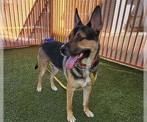 German Shepherd Dog-Unknown Mix Dogs for adoption in Las Vegas, NV, USA