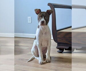 American Pit Bull Terrier-Unknown Mix Dogs for adoption in Brewster, NY, USA