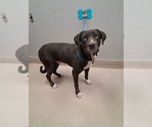 Mastiff-Unknown Mix Dogs for adoption in Las Vegas, NV, USA