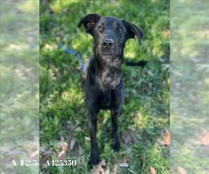 Labrador Retriever-Unknown Mix Dogs for adoption in Conroe, TX, USA
