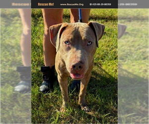 American Pit Bull Terrier Dogs for adoption in Benton, PA, USA