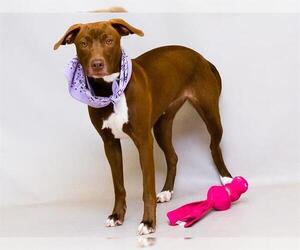 Labrador Retriever-Unknown Mix Dogs for adoption in Sanford, FL, USA