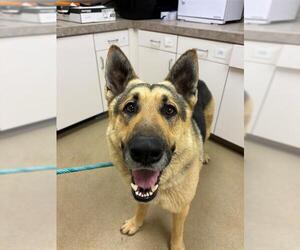 German Shepherd Dog Dogs for adoption in Santa Barbara, CA, USA