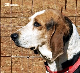 American Foxhound Dogs for adoption in Scottsdale, AZ, USA