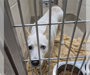Samoyed-Siberian Husky Mix Dogs for adoption in Decatur, IL, USA