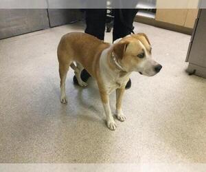 Mutt Dogs for adoption in Riverside, CA, USA