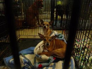 Chihuahua Dogs for adoption in Pierceton , IN, USA