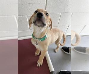 German Shepherd Dog-Unknown Mix Dogs for adoption in Rosenberg, TX, USA