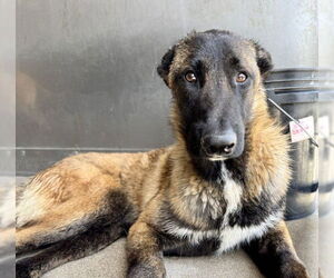 German Shepherd Dog Dogs for adoption in San Bernardino, CA, USA
