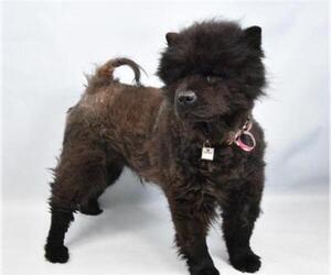 Chow Chow Dogs for adoption in Fort Collins, CO, USA