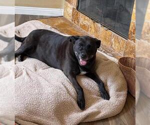 Labrador Retriever-Unknown Mix Dogs for adoption in Chula Vista, CA, USA