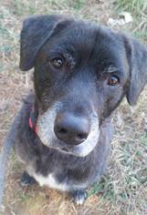 Labrador Retriever Dogs for adoption in Darlington, MD, USA