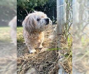 Poodle (Miniature)-Unknown Mix Dogs for adoption in Incline Village, NV, USA