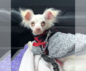 Chihuahua-Unknown Mix Dogs for adoption in Westmont, IL, USA