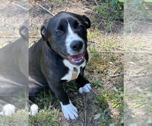 Bulldog-Labrador Retriever Mix Dogs for adoption in Tarrytown, GA, USA