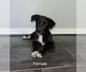 German Shepherd Dog Dogs for adoption in Conroe, TX, USA