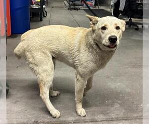 Siberian Husky-Unknown Mix Dogs for adoption in Downey, CA, USA