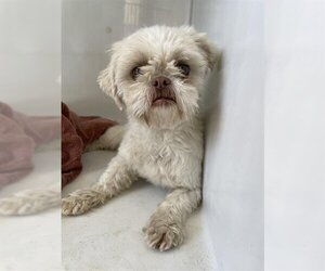 Shih Tzu Dogs for adoption in Houston, TX, USA