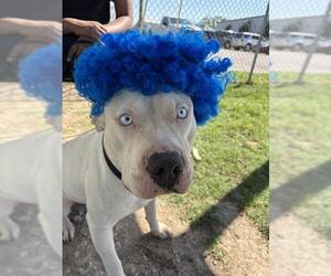 American Bulldog Dogs for adoption in Rosenberg, TX, USA