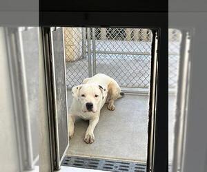 American Pit Bull Terrier Dogs for adoption in Pearland, TX, USA