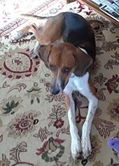 American Foxhound Dogs for adoption in Chantilly, VA, USA