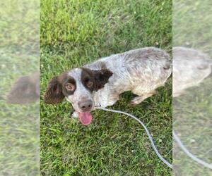 Cocker Spaniel Dogs for adoption in Pacolet, SC, USA