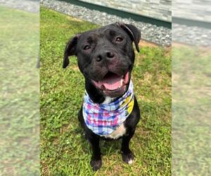 Mutt Dogs for adoption in Waterford, VA, USA