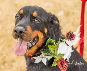 Rottweiler Dogs for adoption in Chouteau, OK, USA