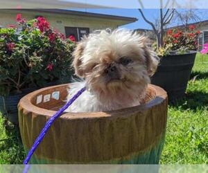 Shih Tzu Dogs for adoption in Camarillo, CA, USA