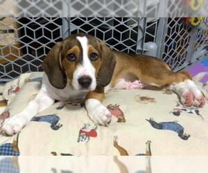 Bagle Hound Dogs for adoption in Cologne, NJ, USA