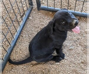 Golden Shepherd Dogs for adoption in Golden Valley, AZ, USA