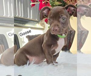Chiweenie Dogs for adoption in Los Angeles, CA, USA