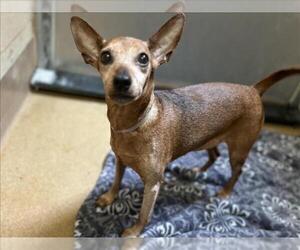 Miniature Pinscher Dogs for adoption in Martinez, CA, USA