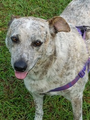 Mutt Dogs for adoption in Statesboro, GA, USA