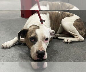 American Bulldog-Unknown Mix Dogs for adoption in Forestville, MD, USA