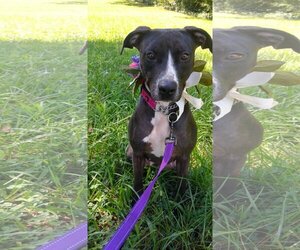 Labrador Retriever-Mountain Cur Mix Dogs for adoption in Columbus, NC, USA