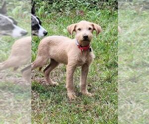Border Terrier Dogs for adoption in Dalzell, SC, USA
