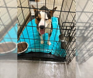 Pembroke Welsh Corgi-Unknown Mix Dogs for adoption in Texas City, TX, USA