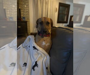 Medium Photo #3 Mutt Puppy For Sale in Woodbury, NY, USA