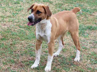Boxer-Unknown Mix Dogs for adoption in Edmond, OK, USA