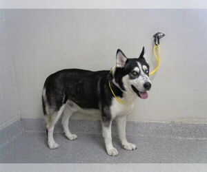 Siberian Husky Dogs for adoption in Pasadena, TX, USA